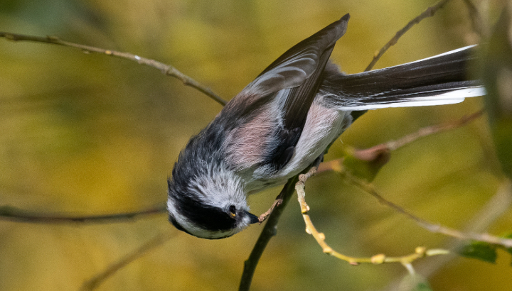 Le chant chez les oiseaux, un vrai boulot !